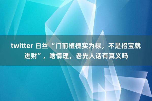 twitter 白丝 “门前植槐实为禄，不是招宝就进财”，啥情理，老先人话有真义吗